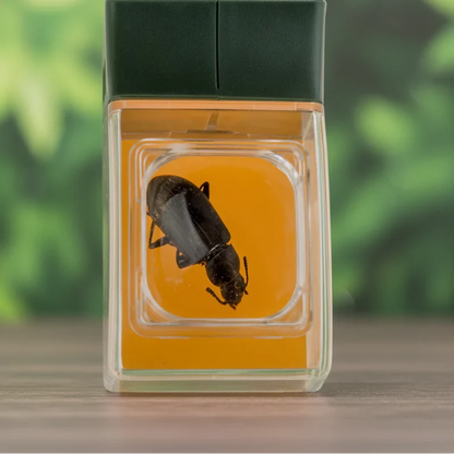 Bug Catcher with Magnifier – Discover & Learn – Insect Catcher